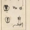 Organes sexuels de l'écrevisse fluviatile, mâle