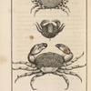 Crabe corallin