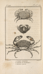 Crabe corallin