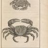 Matute vainqueur, Ocypode ruricole