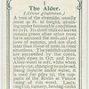 The alder.