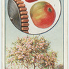The apple.