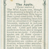 The apple.