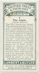 The apple.