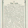 The ash