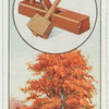 The beech.