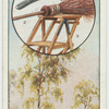 The birch.