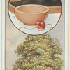 The horse chestnut.