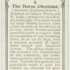 The horse chestnut.