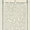 The horse chestnut.