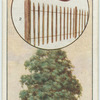 The sweet chestnut.