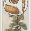 The elm.