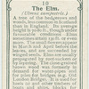 The elm.