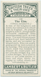 The elm.