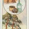 The scotch fir.