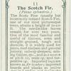 The scotch fir.
