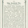 The scotch fir.