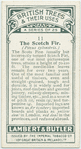 The scotch fir.