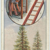 The spruce fir.