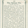 The spruce fir.