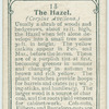 The hazel.