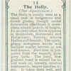 The holly.