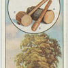 The hornbeam.