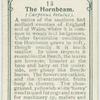 The hornbeam.