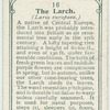 The larch.