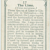 The lime.