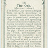 The oak.