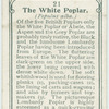 The white poplar.