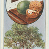 The Walnut.
