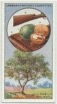 The Walnut.