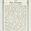 The Walnut.