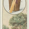 The Willow.