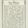 The Willow.