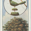 The yew.