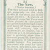 The yew.