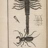 Scorpion; Thelyphone