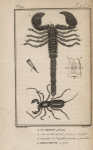 Scorpion; Thelyphone