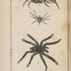 Mygale aviculaire; Araignée tigrée; Araignée tarentule