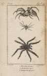 Mygale aviculaire; Araignée tigrée; Araignée tarentule