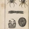 Araignée diadême
