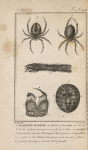 Araignée diadême