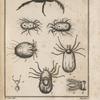 Trombidion; Mite; Ixode; Sarcopte