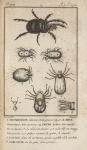 Trombidion; Mite; Ixode; Sarcopte