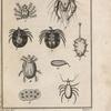 Hydrachnelles; Bdelle; Mite; Sarcopte; Astome