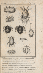 Hydrachnelles; Bdelle; Mite; Sarcopte; Astome