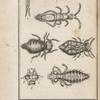 Machile; Podure; Smythure; Ricin